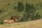 Alert cow elk keeping an eye on a potential threat in the Colorado alpine country Art Print